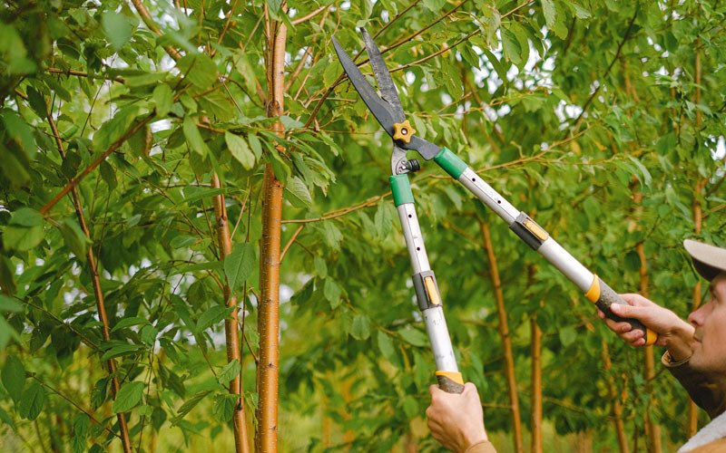 Tree trimming in Blaine, WA